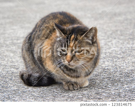 盯著貓貓 123814675