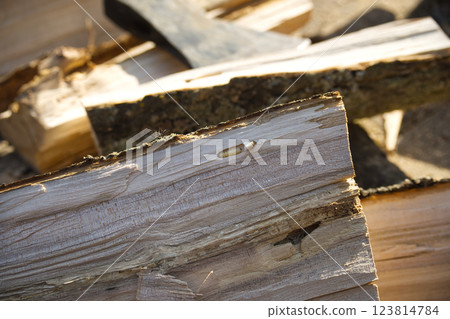 A woodworm larva is seen nestled within a piece of firewood, part of a pile prepared for winter. A woodworm larva is seen nestled within a piece of firewood, part of a pile prepared for winter. 123814784