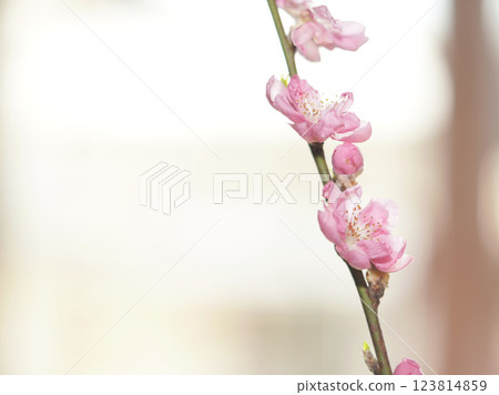 Cherry blossom with bright background. sign of spring. Cherry blossom with bright background. sign of spring. 123814859