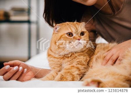 In their room, a woman lovingly strokes her Scottish Fold cat on the bed, creating a heartwarming scene of togetherness and connection between owner and pet. Pat love 123814876