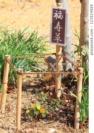 福壽花 123814884