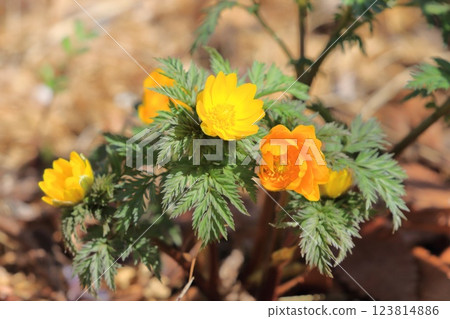 福壽花 福壽花 123814886