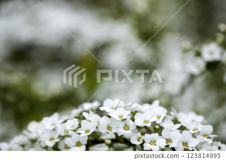春天的花朵，楊柳的風景 - 2 123814995