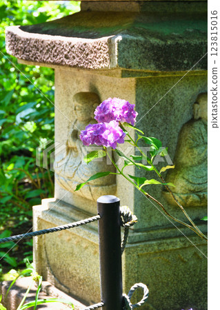 Beautiful hydrangeas at Hondo-ji Temple (Matsudo City, Chiba Prefecture) 123815016