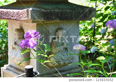 Beautiful hydrangeas at Hondo-ji Temple (Matsudo City, Chiba Prefecture) 123815032