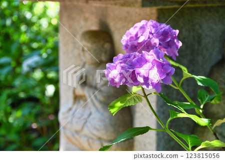 本堂寺的美麗繡球花（千葉縣松戶市） 123815056