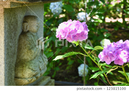 Beautiful hydrangeas at Hondo-ji Temple (Matsudo City, Chiba Prefecture) Beautiful hydrangeas at Hondo-ji Temple (Matsudo City, Chiba Prefecture) 123815100