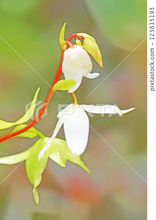 房子周圍種滿了花，四季都有不同的花。 123815193