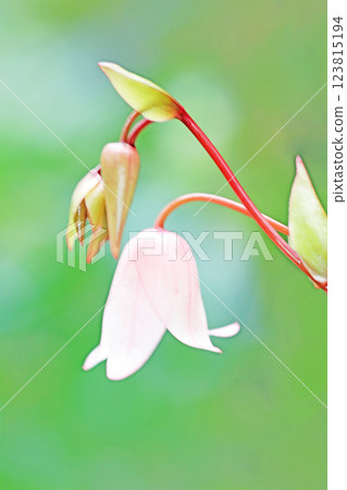 房子周圍種滿了花，四季都有不同的花。 123815194