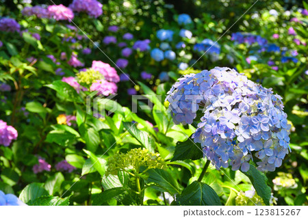 本堂寺的美麗繡球花（千葉縣松戶市） 123815267