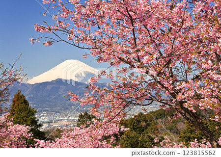 Mount Fuji and Kawazu Cherry Blossoms at Ooi Yumeno Sato 123815562