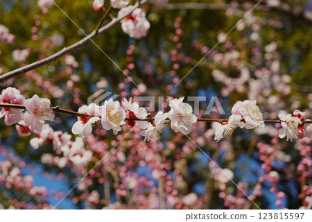 Kairakuen Plum Festival: White plum blossoms with the scent of early spring Kairakuen Plum Festival: White plum blossoms with the scent of early spring 123815597