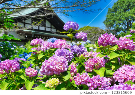 Beautiful hydrangeas at Hondo-ji Temple (Matsudo City, Chiba Prefecture) Beautiful hydrangeas at Hondo-ji Temple (Matsudo City, Chiba Prefecture) 123815609