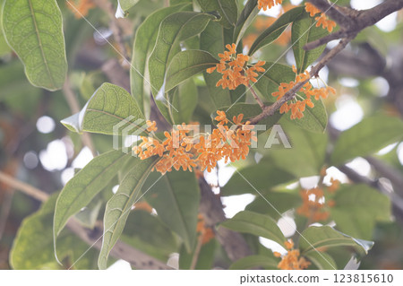 A lovely osmanthus flower A lovely osmanthus flower 123815610