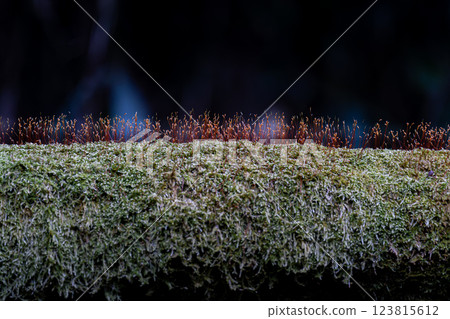 Moss capsules Moss capsules 123815612
