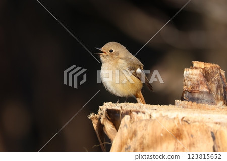 會說話的野鳥(紅尾鴝) 會說話的野鳥(紅尾鴝) 123815652