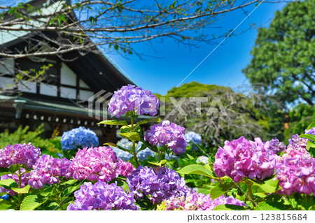 本堂寺的美麗繡球花（千葉縣松戶市） 123815684