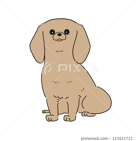 Miniature Dachshund Smooth (Yellow) 123815721