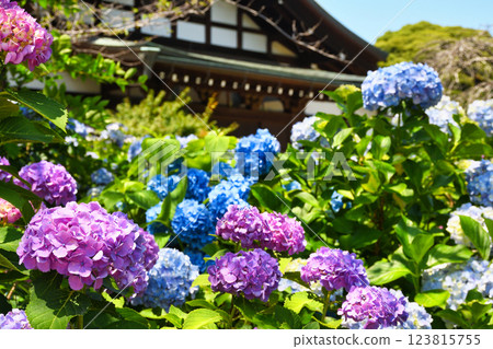 Beautiful hydrangeas at Hondo-ji Temple (Matsudo City, Chiba Prefecture) 123815755