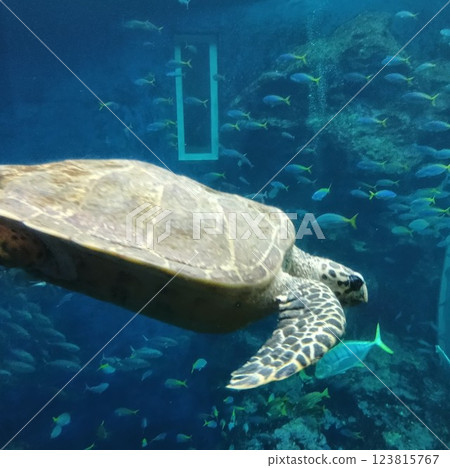 鴨川海洋世界的海龜和魚類 鴨川海洋世界的海龜和魚類 123815767