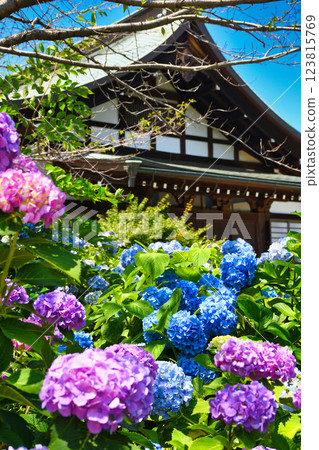 Beautiful hydrangeas at Hondo-ji Temple (Matsudo City, Chiba Prefecture) 123815769