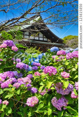 Beautiful hydrangeas at Hondo-ji Temple (Matsudo City, Chiba Prefecture) 123815850