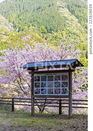 Signs and guide boards: Oku-Kuma Prefectural Natural Park, Ichifusa Dam, beautiful in the cherry blossom season (Yuyama, Minakami Village, Kuma District, Kumamoto Prefecture) 123816039