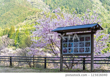 標誌與指示牌:奧球磨縣立自然公園、市房水壩,櫻花季風景優美(熊本縣球磨郡水上村湯山) 標誌與指示牌:奧球磨縣立自然公園、市房水壩,櫻花季風景優美(熊本縣球磨郡水上村湯山) 123816040