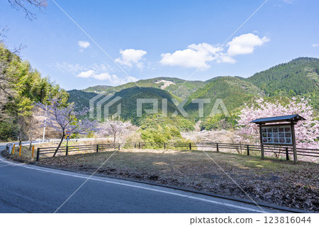 Signs and guide boards: Oku-Kuma Prefectural Natural Park, Ichifusa Dam, beautiful in the cherry blossom season (Yuyama, Minakami Village, Kuma District, Kumamoto Prefecture) 123816044