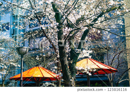 [Kyoto Scenery] Cherry blossoms along Gion Shirakawa: Enjoy a stroll through spring 123816116