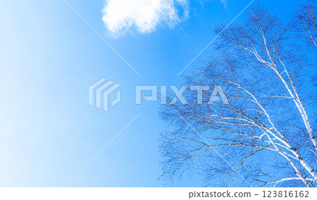 白樺樹向藍天延伸的圖像 123816162
