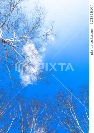 Image of birch trees stretching towards the blue sky 123816164
