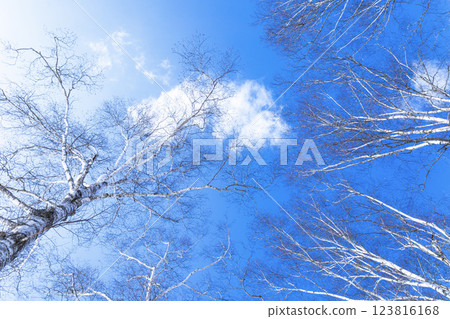 Image of birch trees stretching towards the blue sky 123816168