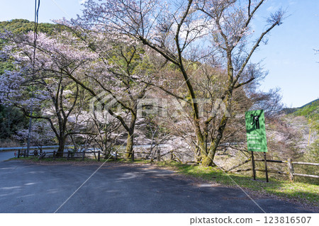 Scenery around Hachiman Shrine "Cherry Blossoms at Ichifusa Dam in Oku-Kuma Prefectural Natural Park" (Yuyama, Minakami Village, Kuma District, Kumamoto Prefecture) Scenery around Hachiman Shrine "Cherry Blossoms at Ichifusa Dam in Oku-Kuma Prefectural Natural Park" (Yuyama, Minakami Village, Kuma District, Kumamoto Prefecture) 123816507