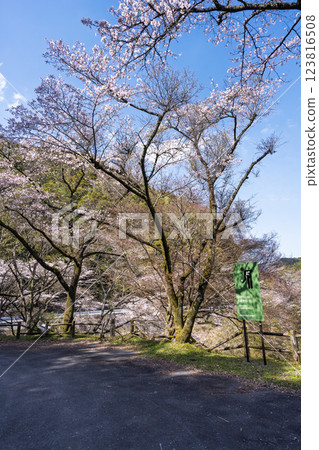 八幡神社週邊風景 「奧球磨縣立自然公園市房水壩櫻花」（熊本縣球磨郡水上村湯山） 123816508
