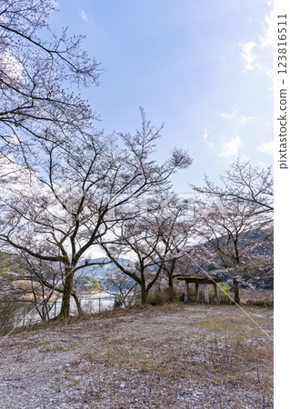 八幡神社週邊風景 「奧球磨縣立自然公園市房水壩櫻花」（熊本縣球磨郡水上村湯山） 123816511