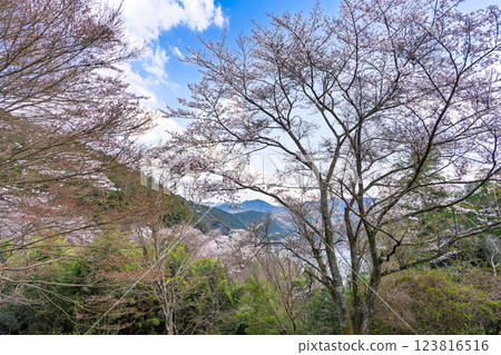 八幡神社週邊風景 「奧球磨縣立自然公園市房水壩櫻花」（熊本縣球磨郡水上村湯山） 123816516