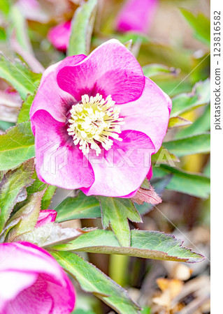 Flowers around the house, various seasonal plants, early spring colors, colorful Christmas roses that endure the cold wind and bloom are in full bloom. Flowers around the house, various seasonal plants, early spring colors, colorful Christmas roses that endure the cold wind and bloom are in full bloom. 123816582