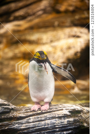 A Royal Penguin Beautifully Displaying Its Vibrant and Striking Colors in the Wild A Royal Penguin Beautifully Displaying Its Vibrant and Striking Colors in the Wild 123816804