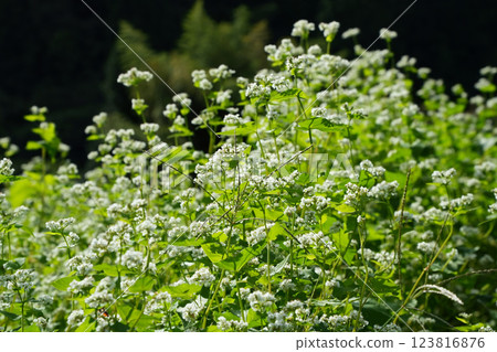 白色花開的蕎麥麵 123816876