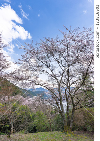八幡神社週邊風景 「奧球磨縣立自然公園市房水壩櫻花」（熊本縣球磨郡水上村湯山） 123816903