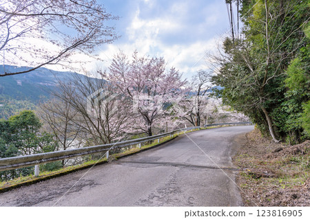 Scenery around Hachiman Shrine "Cherry Blossoms at Ichifusa Dam in Oku-Kuma Prefectural Natural Park" (Yuyama, Minakami Village, Kuma District, Kumamoto Prefecture) Scenery around Hachiman Shrine "Cherry Blossoms at Ichifusa Dam in Oku-Kuma Prefectural Natural Park" (Yuyama, Minakami Village, Kuma District, Kumamoto Prefecture) 123816905