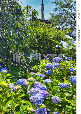 Hondo-ji Temple: Beautiful hydrangeas and five-story pagoda (Matsudo City, Chiba Prefecture) 123816997