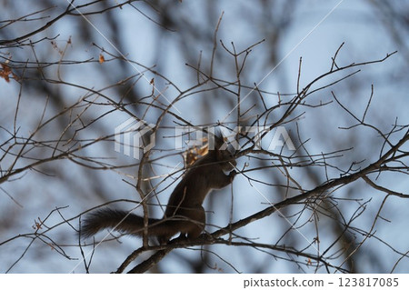 早春森林的Ezoris 123817085