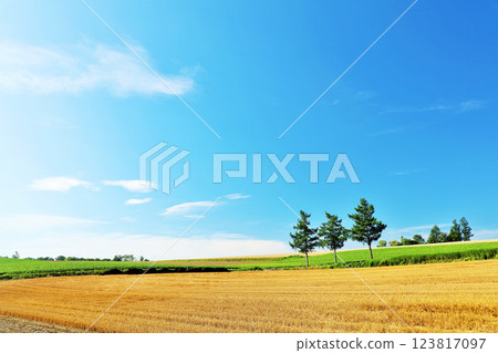 Hokkaido Summer blue sky and Biei scenery (Mild Seven Hills) 123817097
