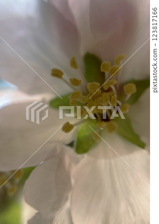 Spring Blossom Macro Photography.A detailed close-up photograph of a delicate white spring flower in full bloom, highlighting its intricate petals and stamens. Spring Blossom Macro Photography.A detailed close-up photograph of a delicate white spring flower in full bloom, highlighting its intricate petals and stamens. 123817166