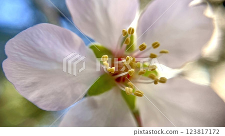 Spring Blossom Macro Photography.A detailed close-up photograph of a delicate white spring flower in full bloom, highlighting its intricate petals and stamens. Spring Blossom Macro Photography.A detailed close-up photograph of a delicate white spring flower in full bloom, highlighting its intricate petals and stamens. 123817172