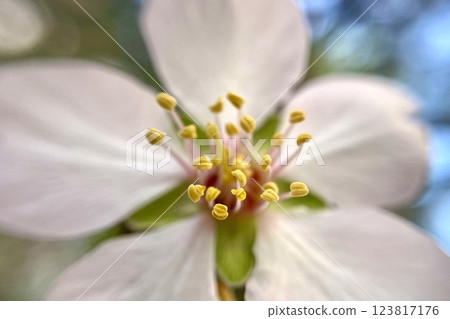 Spring Blossom Macro Photography.A detailed close-up photograph of a delicate white spring flower in full bloom, highlighting its intricate petals and stamens. 123817176