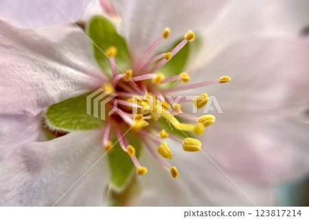 Spring Blossom Macro Photography.A detailed close-up photograph of a delicate white spring flower in full bloom, highlighting its intricate petals and stamens.  123817214