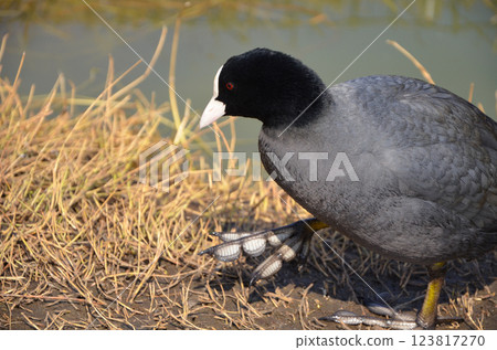 站在水邊的白痴 123817270